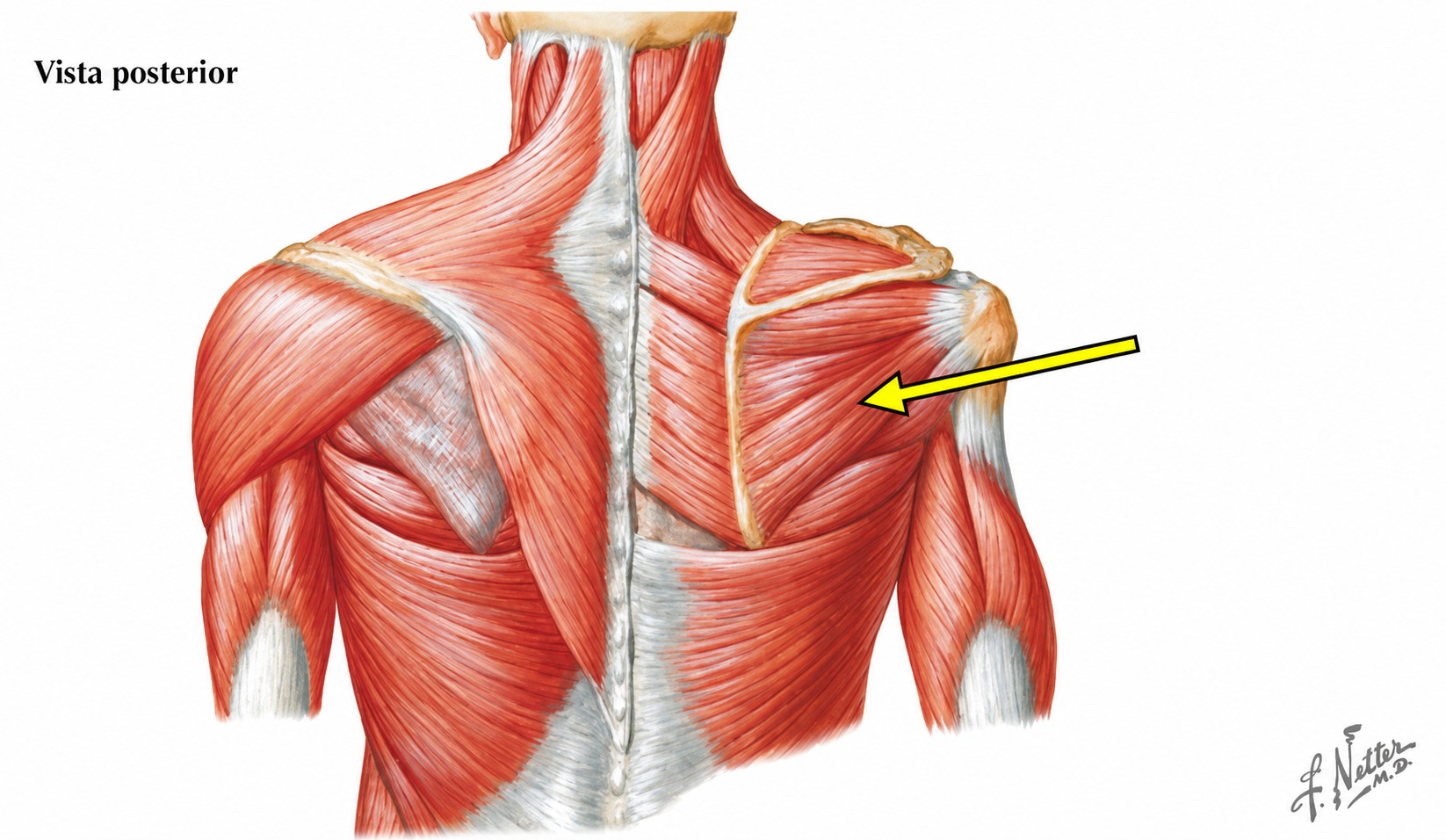 Fonte: Netter, Atlas de Anatomia Ortopédica, 2ª edição.