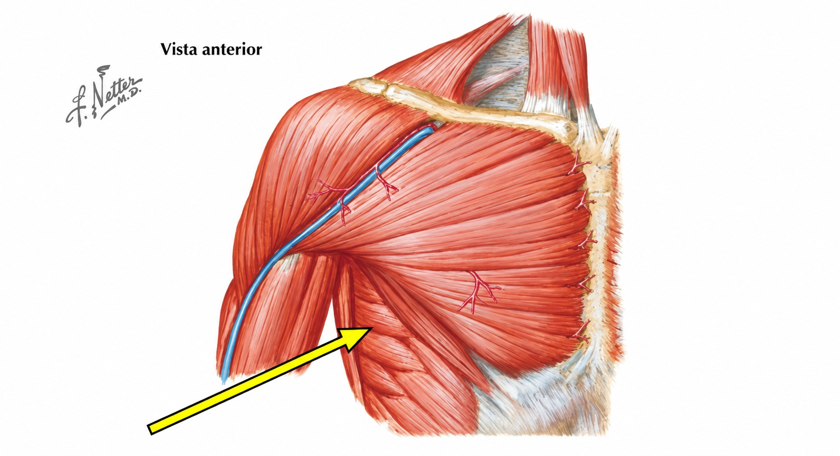 Fonte: Netter, Atlas de Anatomia Ortopédica, 2ª edição.