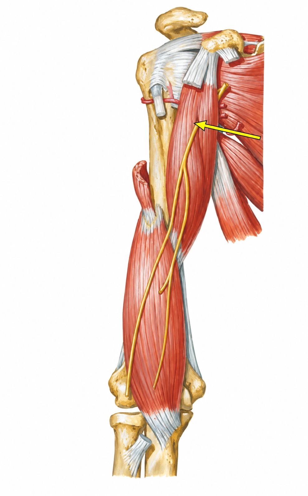 Fonte: Netter, Atlas de Anatomia Ortopédica, 2ª edição.