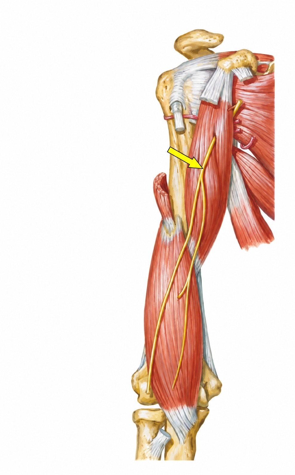 Fonte: Netter, Atlas de Anatomia Ortopédica, 2ª edição.