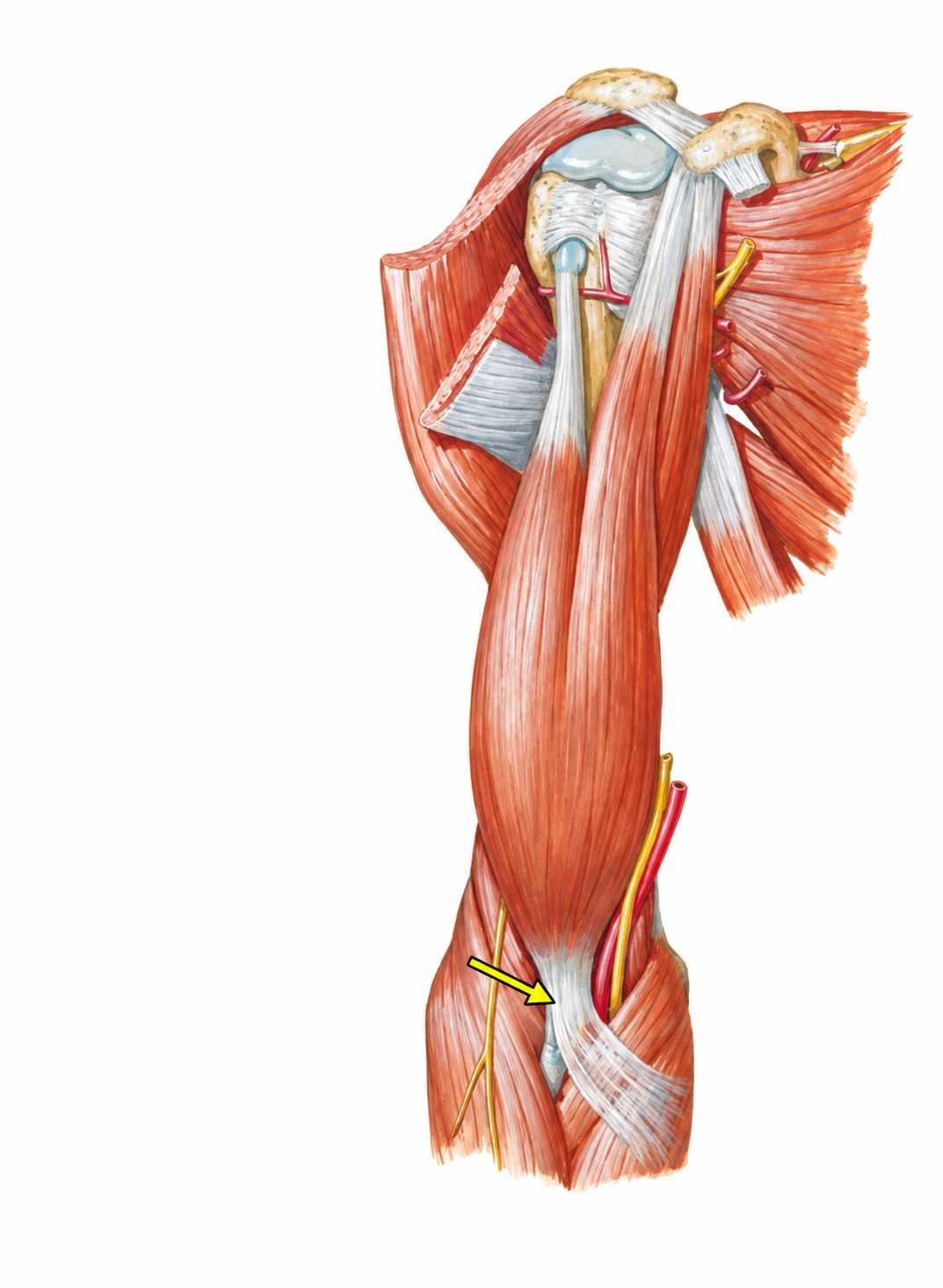 Fonte: Netter, Atlas de Anatomia Ortopédica, 2ª edição.
