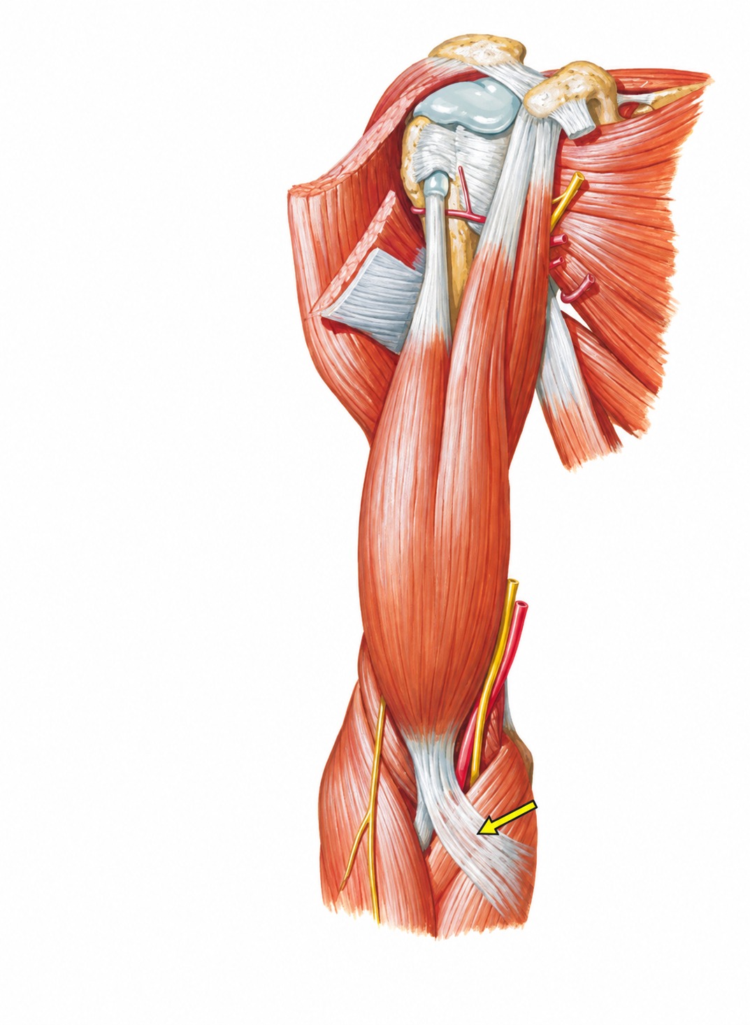 Fonte: Netter, Atlas de Anatomia Ortopédica, 2ª edição.