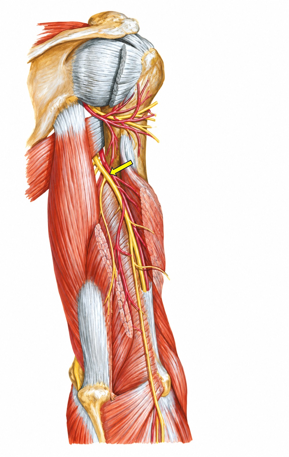 Fonte: Netter, Atlas de Anatomia Ortopédica, 2ª edição.