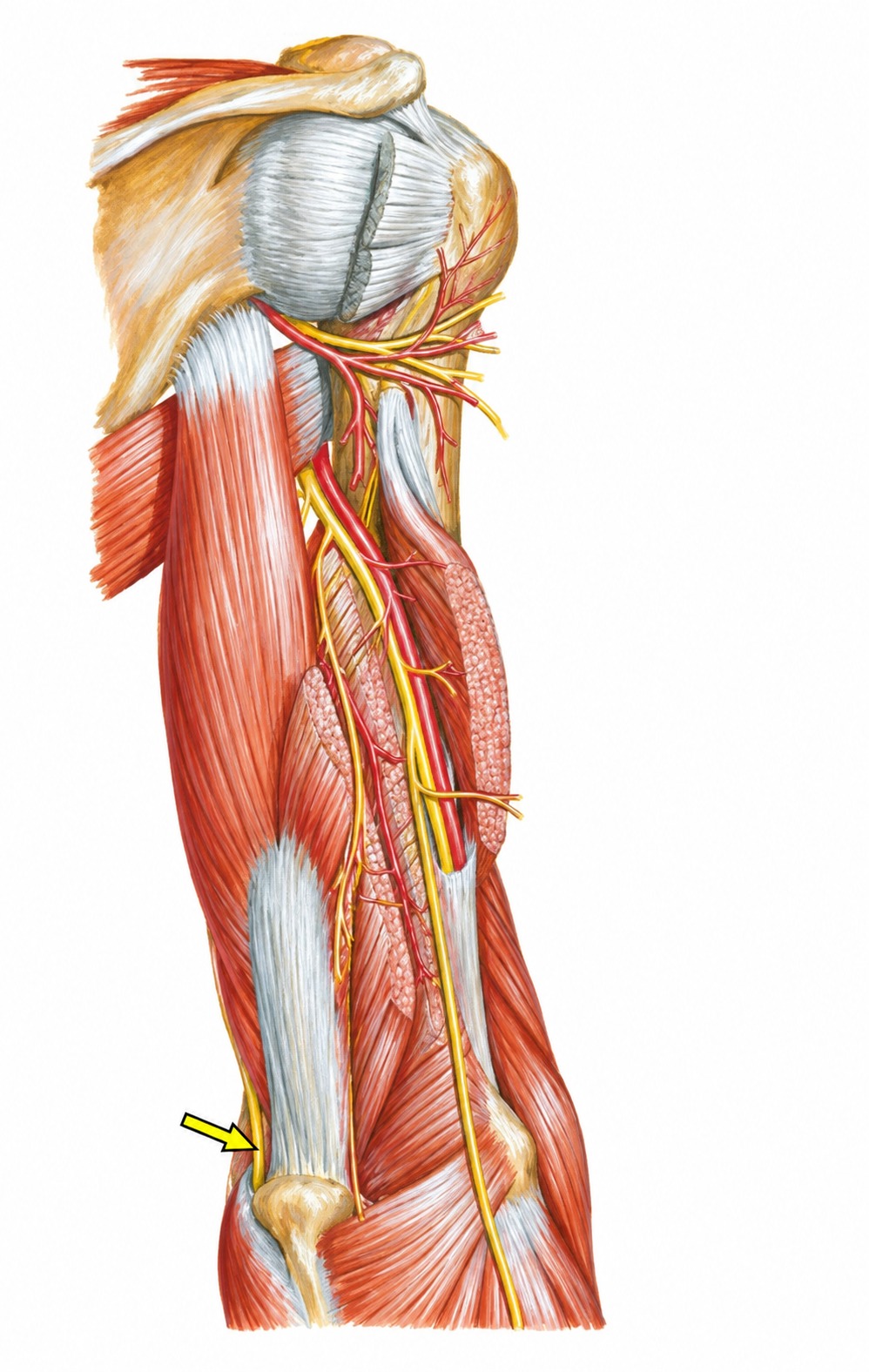 Fonte: Netter, Atlas de Anatomia Ortopédica, 2ª edição.