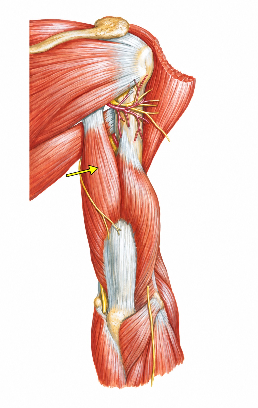 Fonte: Netter, Atlas de Anatomia Ortopédica, 2ª edição.
