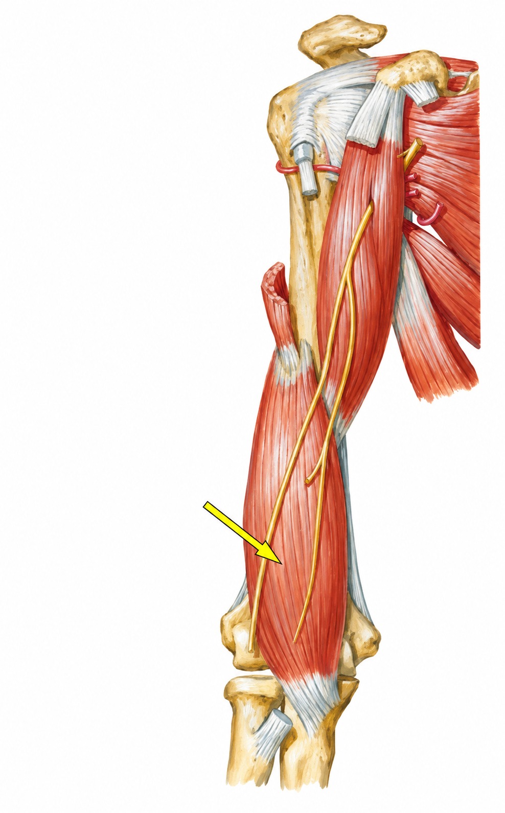 Fonte: Netter, Atlas de Anatomia Ortopédica, 2ª edição.