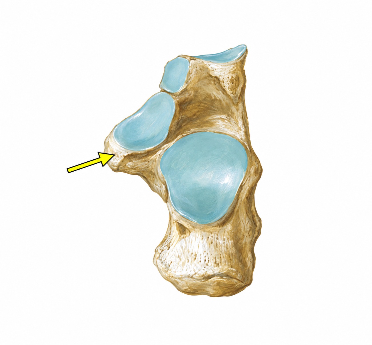 Fonte: Netter, Atlas de Anatomia Ortopédica, 2ª edição.