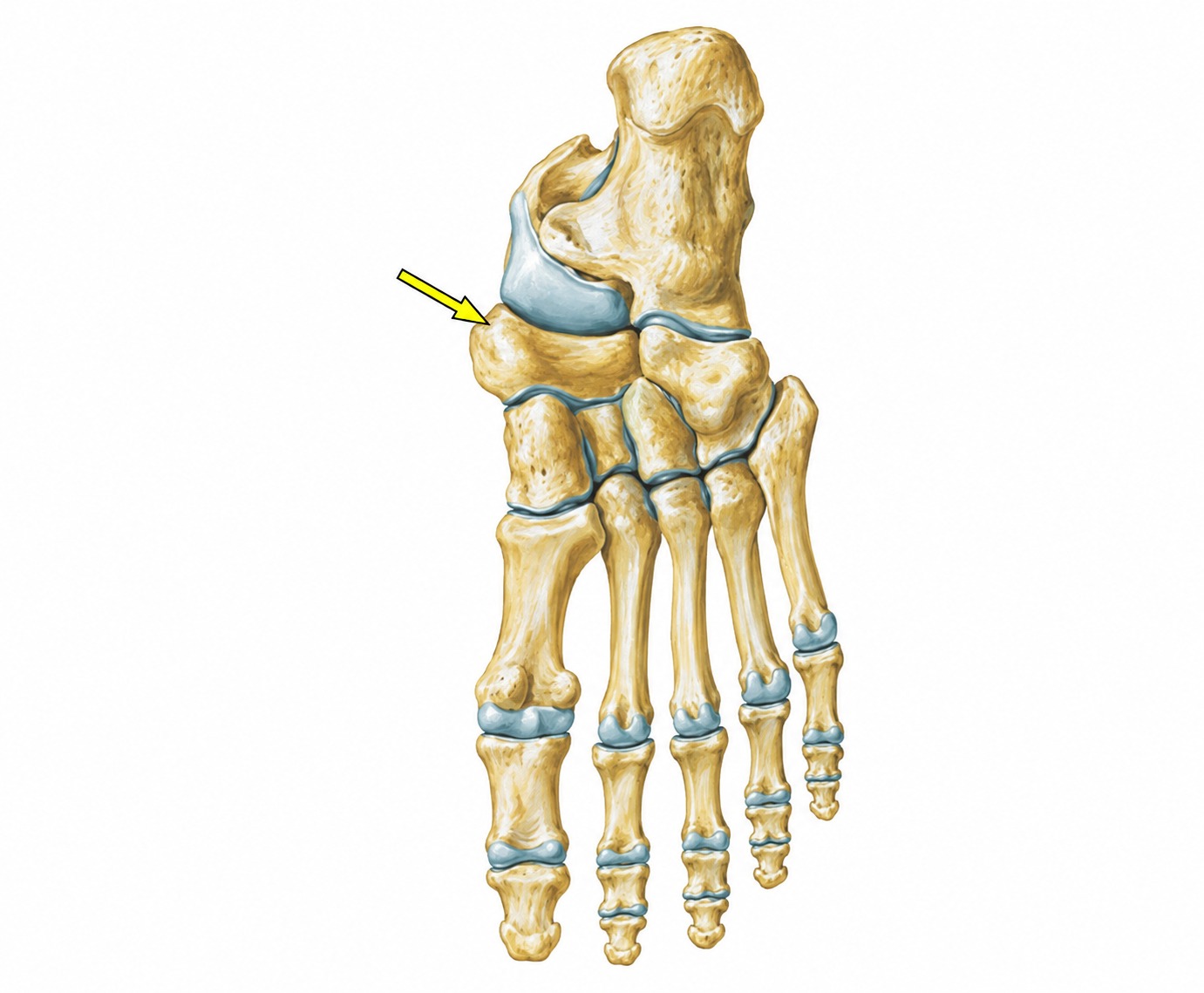 Fonte: Netter, Atlas de Anatomia Ortopédica, 2ª edição.