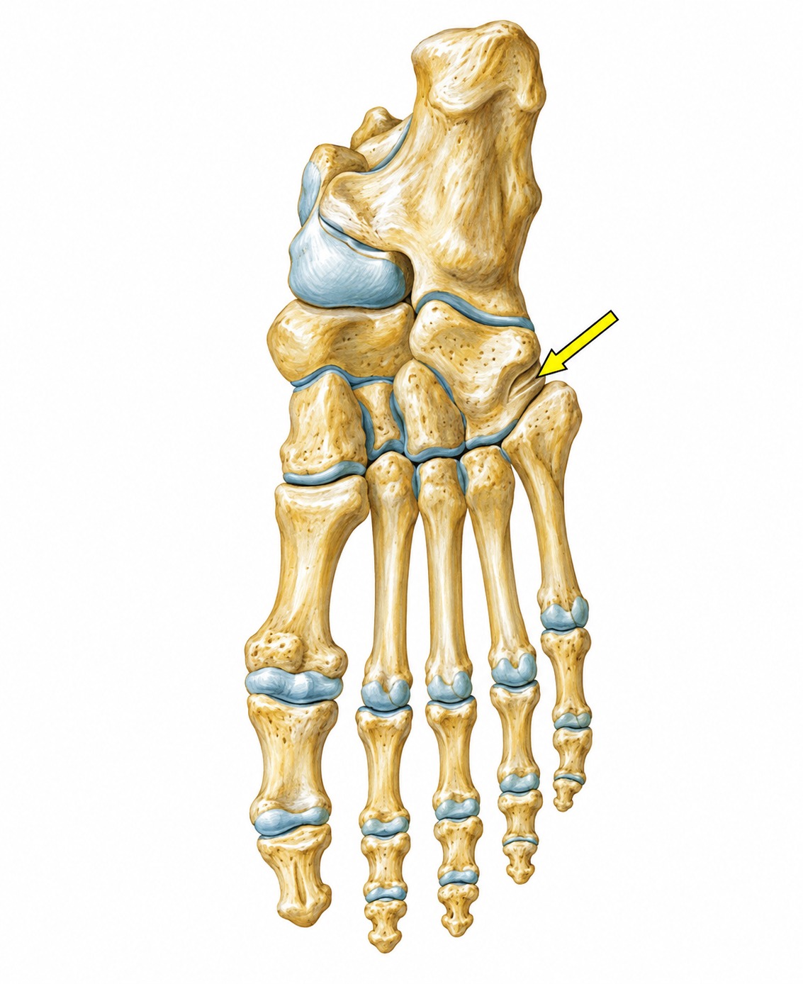 Fonte: Netter, Atlas de Anatomia Ortopédica, 2ª edição.
