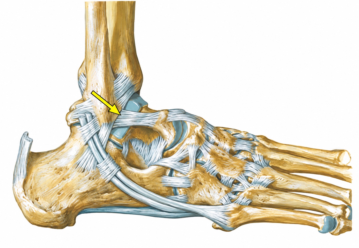 Fonte: Netter, Atlas de Anatomia Ortopédica, 2ª edição.