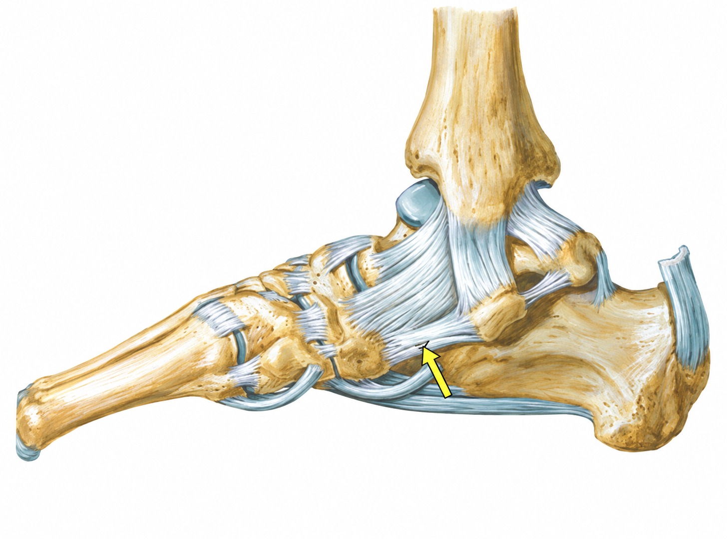 Fonte: Netter, Atlas de Anatomia Ortopédica, 2ª edição.