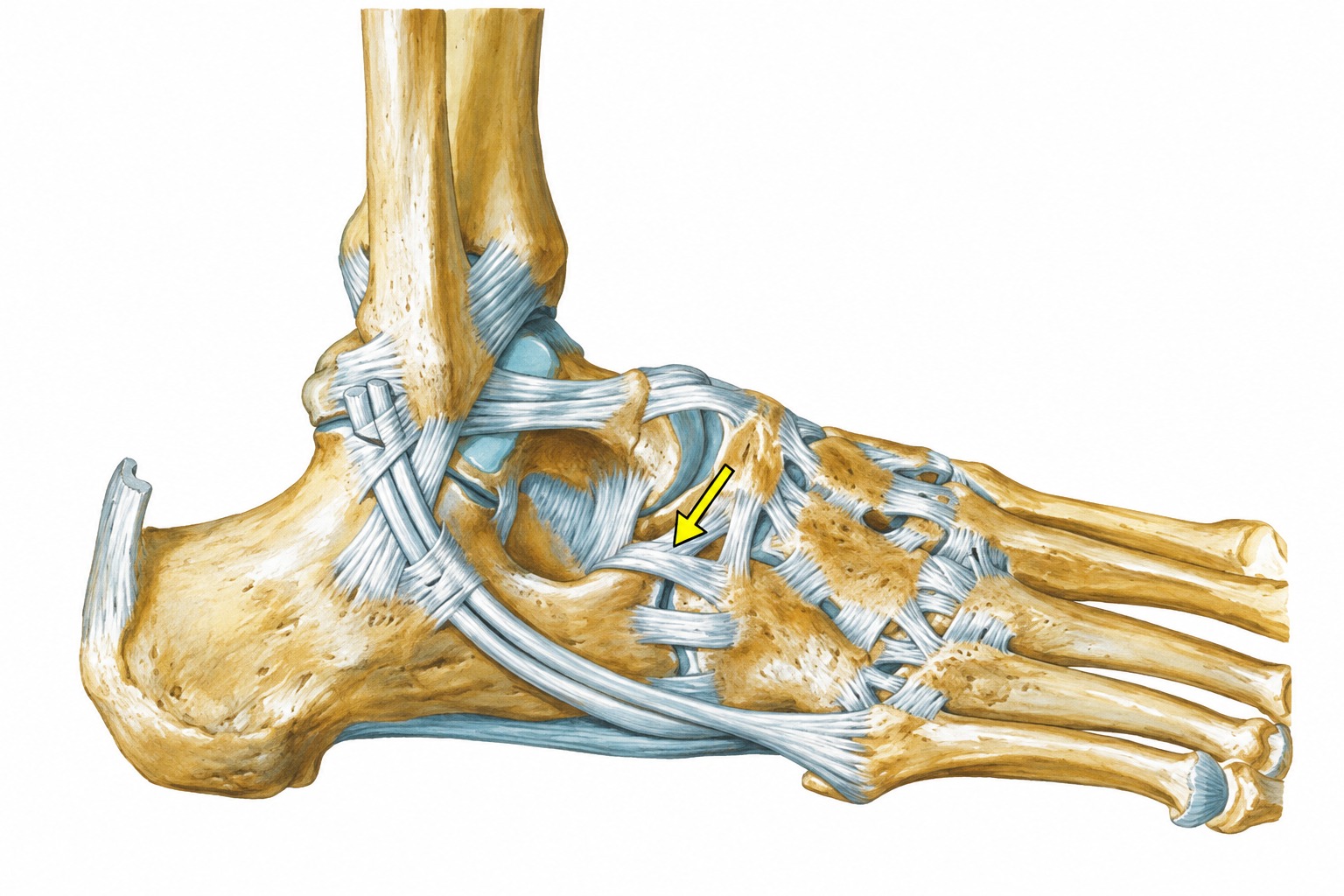 Fonte: Netter, Atlas de Anatomia Ortopédica, 2ª edição.
