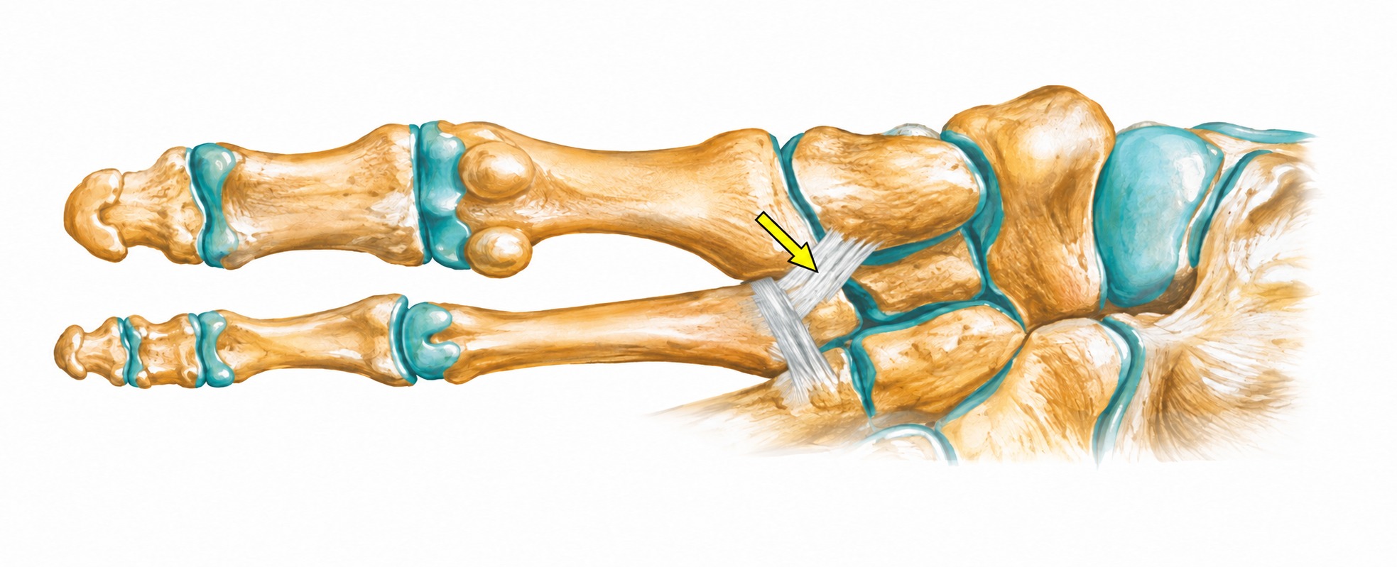 Fonte: Netter, Atlas de Anatomia Ortopédica, 2ª edição.