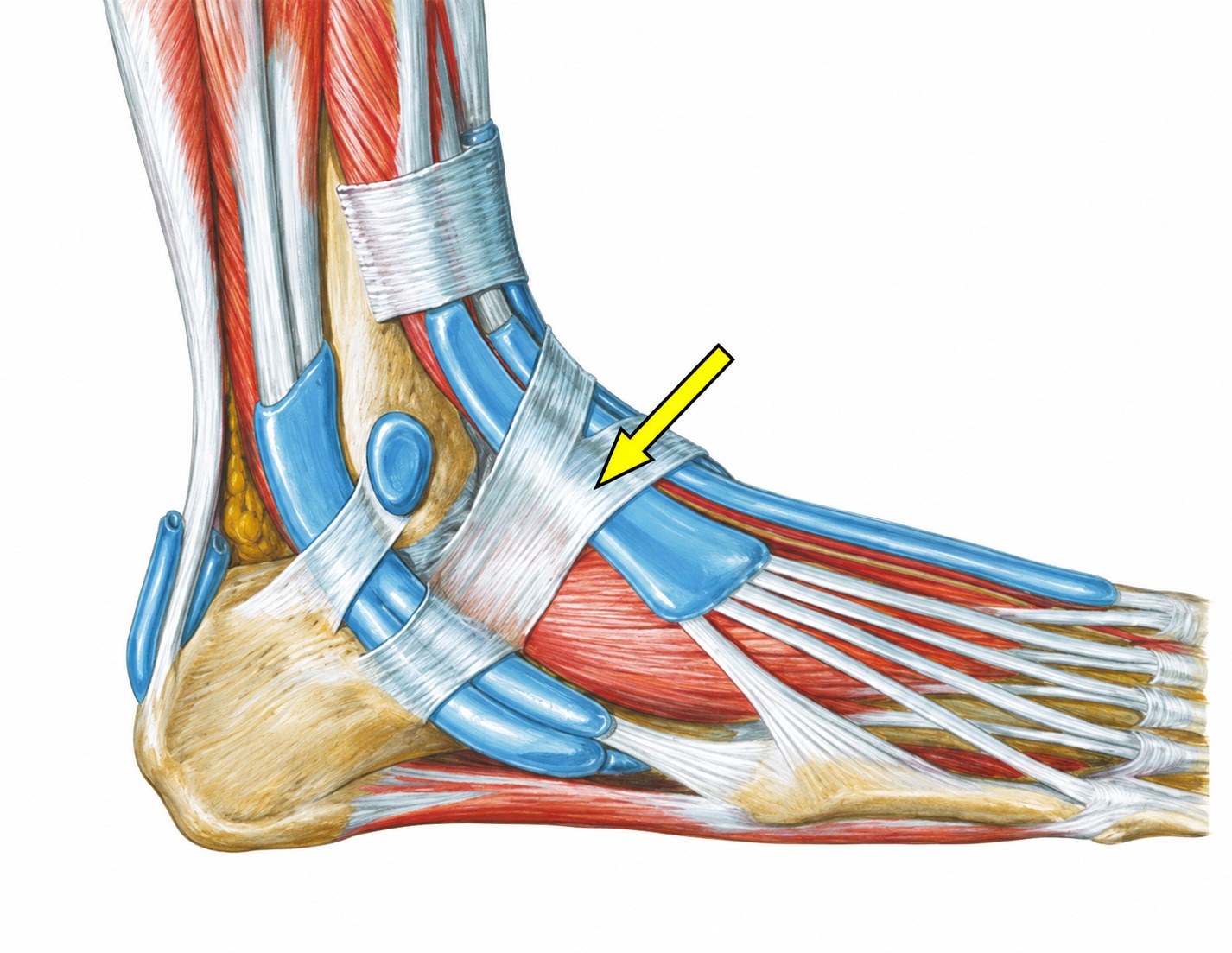 Fonte: Netter, Atlas de Anatomia Ortopédica, 2ª edição.