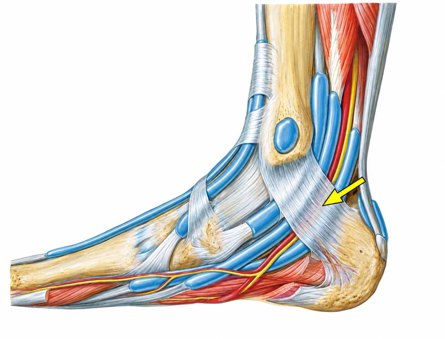 Fonte: Netter, Atlas de Anatomia Ortopédica, 2ª edição.