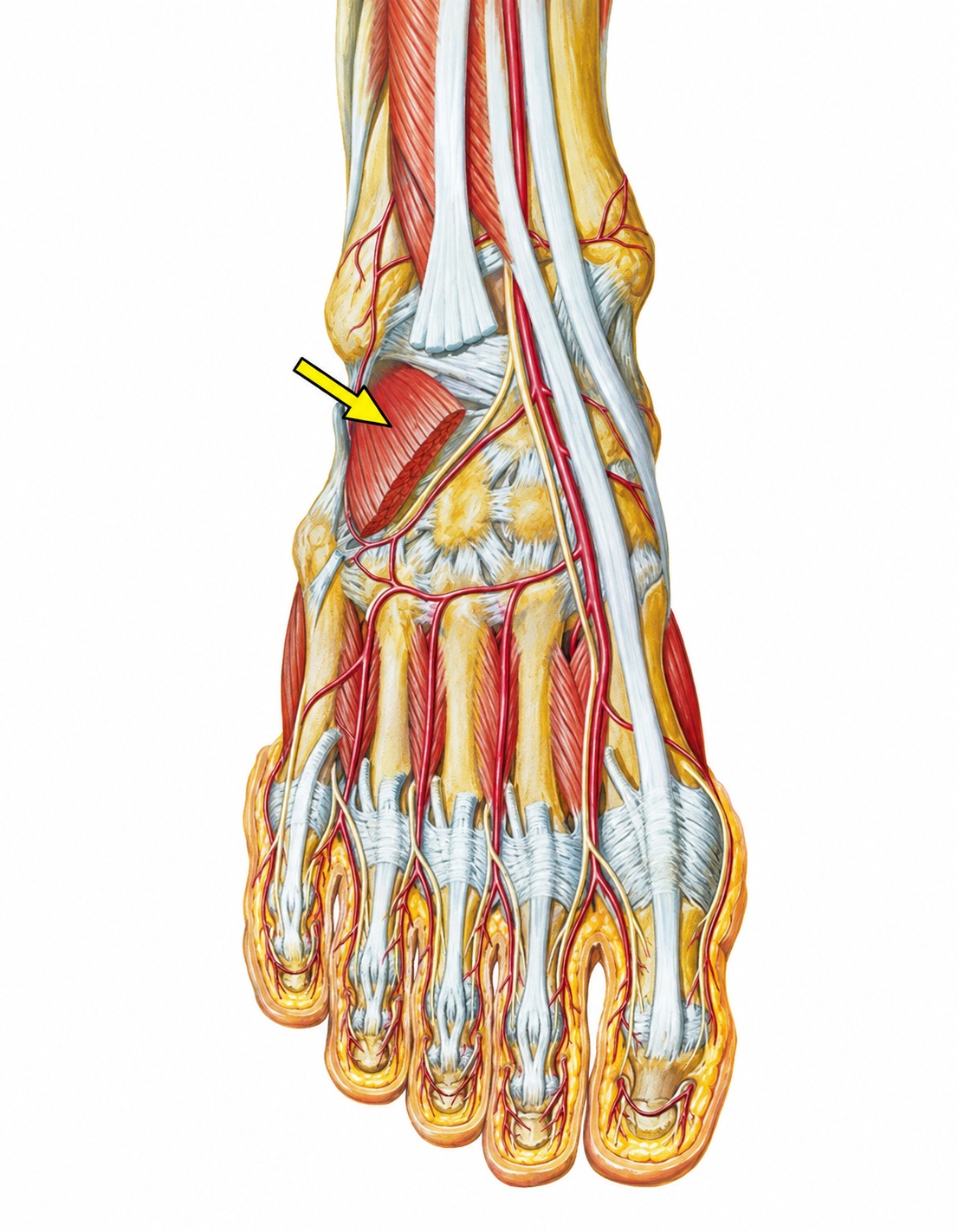 Fonte: Netter, Atlas de Anatomia Ortopédica, 2ª edição.
