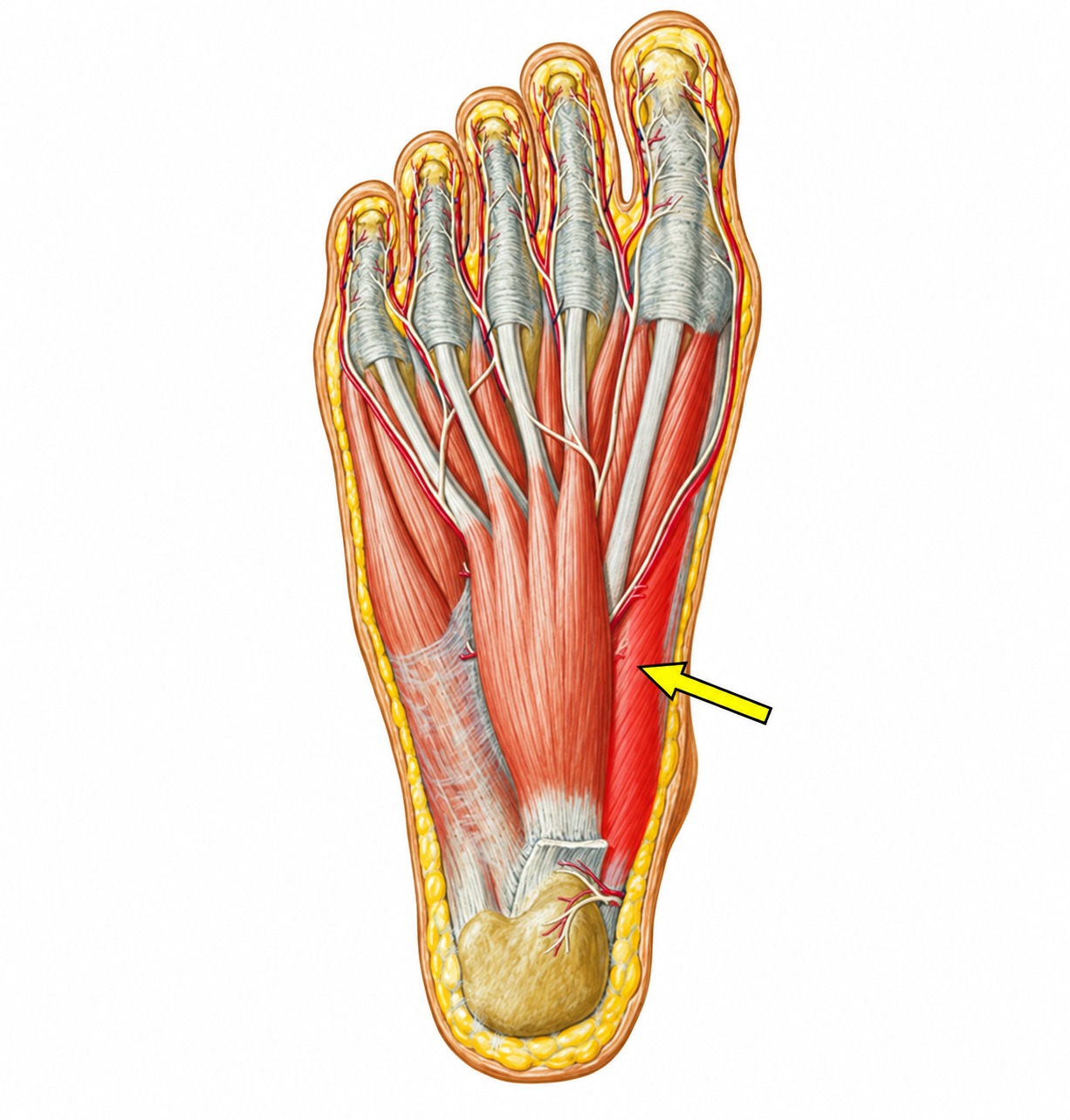 Fonte: Netter, Atlas de Anatomia Ortopédica, 2ª edição.