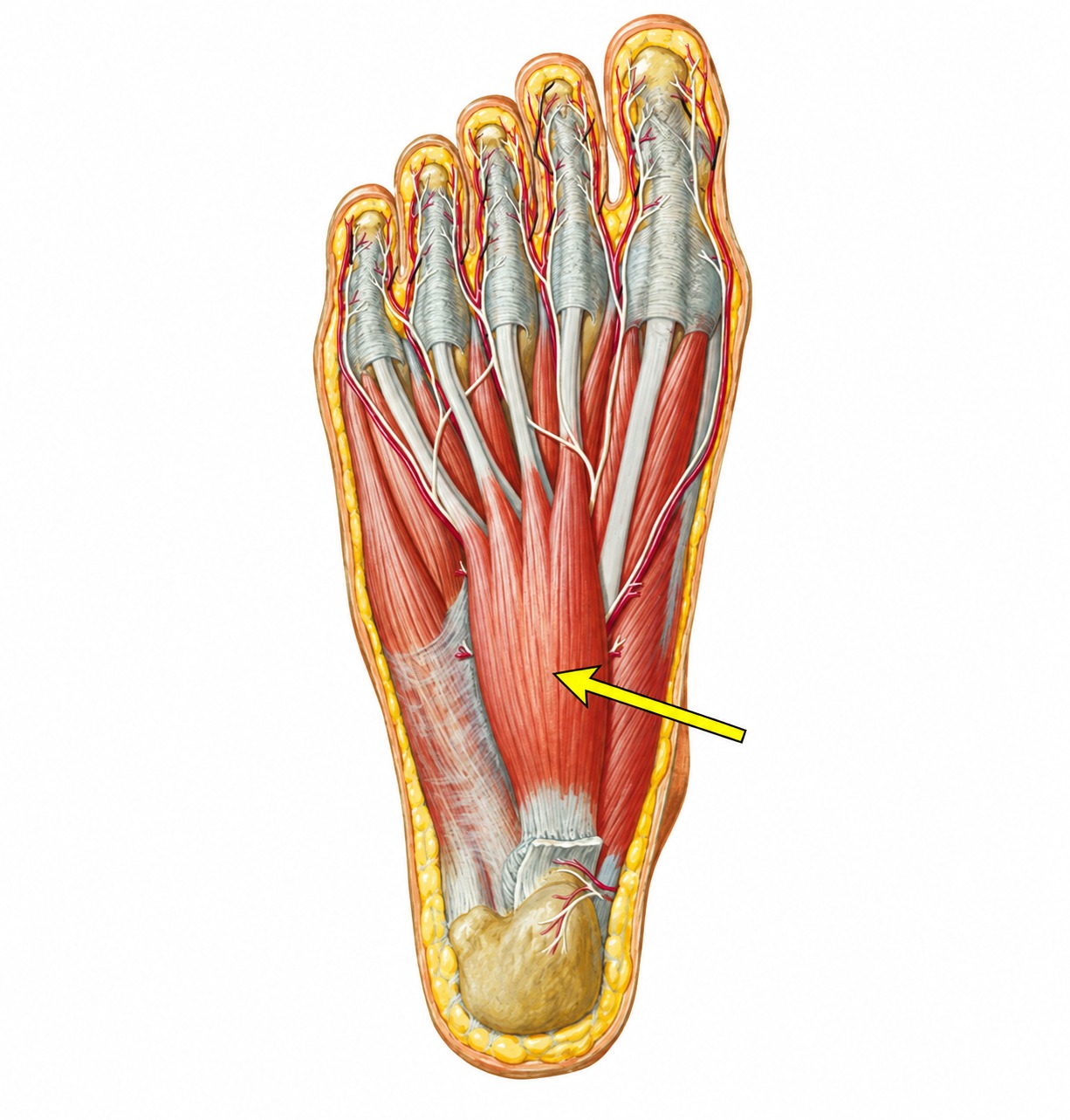 Fonte: Netter, Atlas de Anatomia Ortopédica, 2ª edição.