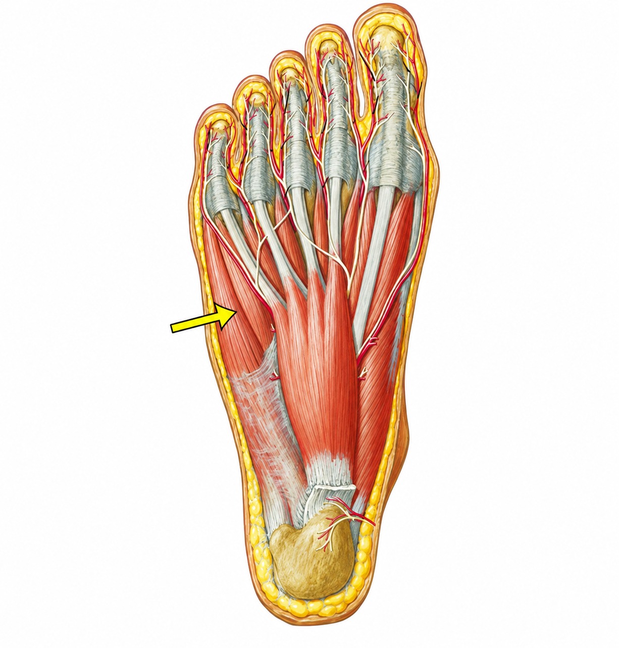 Fonte: Netter, Atlas de Anatomia Ortopédica, 2ª edição.