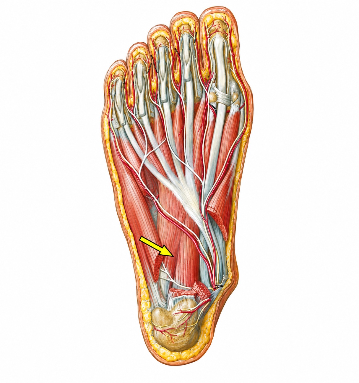Fonte: Netter, Atlas de Anatomia Ortopédica, 2ª edição.