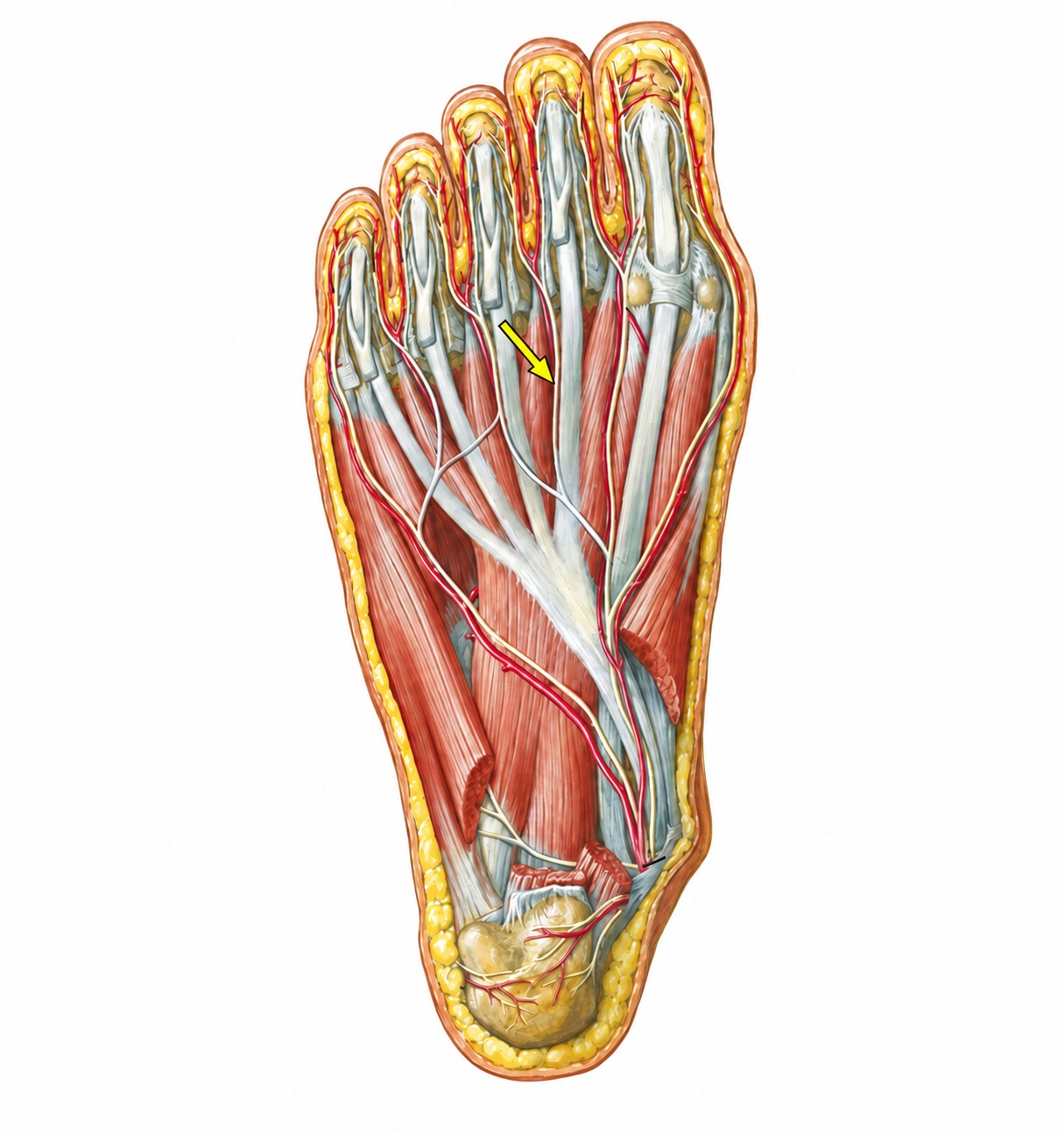 Fonte: Netter, Atlas de Anatomia Ortopédica, 2ª edição.