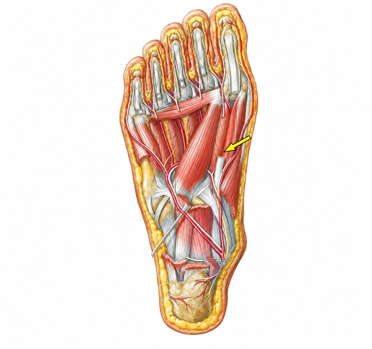 Fonte: Netter, Atlas de Anatomia Ortopédica, 2ª edição.