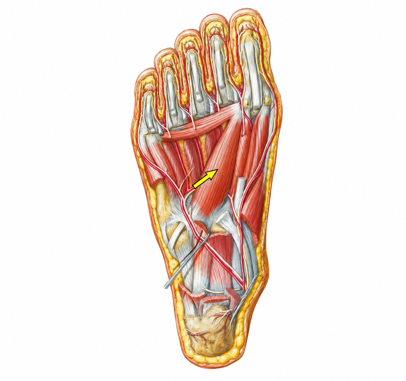 Fonte: Netter, Atlas de Anatomia Ortopédica, 2ª edição.