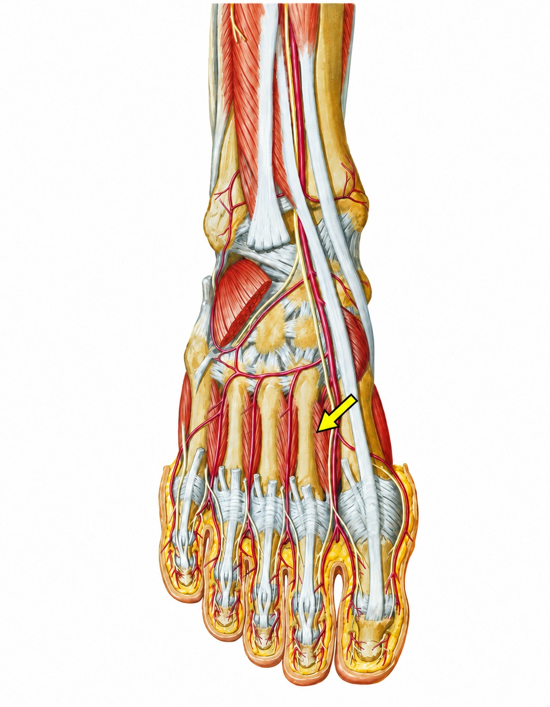 Fonte: Netter, Atlas de Anatomia Ortopédica, 2ª edição.