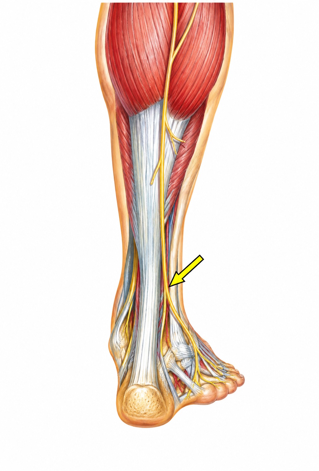 Fonte: Netter, Atlas de Anatomia Ortopédica, 2ª edição.