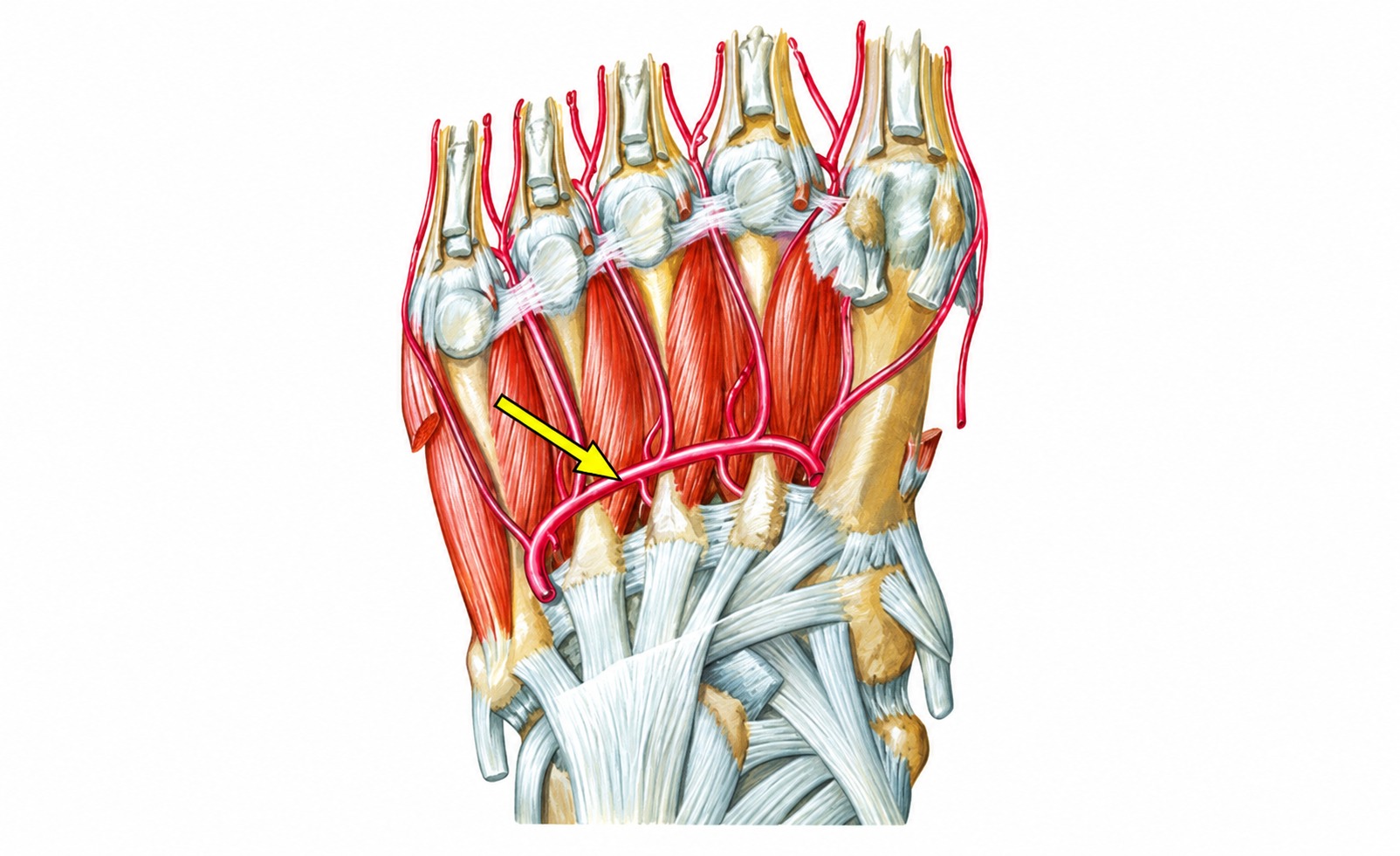 Fonte: Netter, Atlas de Anatomia Ortopédica, 2ª edição.