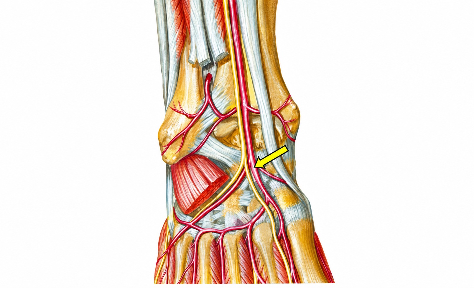 Fonte: Netter, Atlas de Anatomia Ortopédica, 2ª edição.