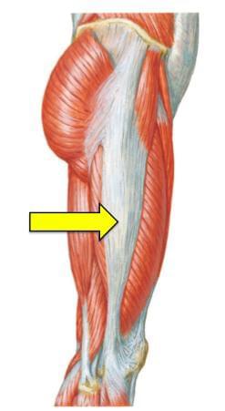 Fonte: NETTER, F. H. Atlas de anatomia humana. 7. ed. Rio de Janeiro: Elsevier, 2019.