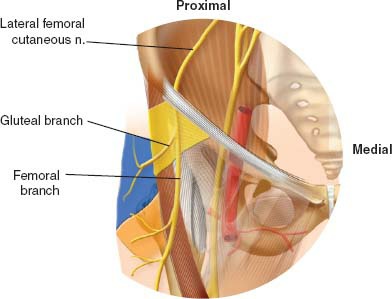 Fonte: The Adult Hip (Callaghan), 3ª ed., Figura 8.4.