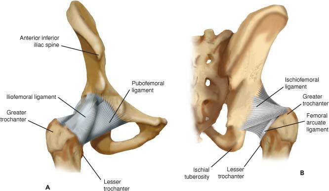 Fonte: The Adult Hip (Callaghan), 3ª ed., Figura 11.2.