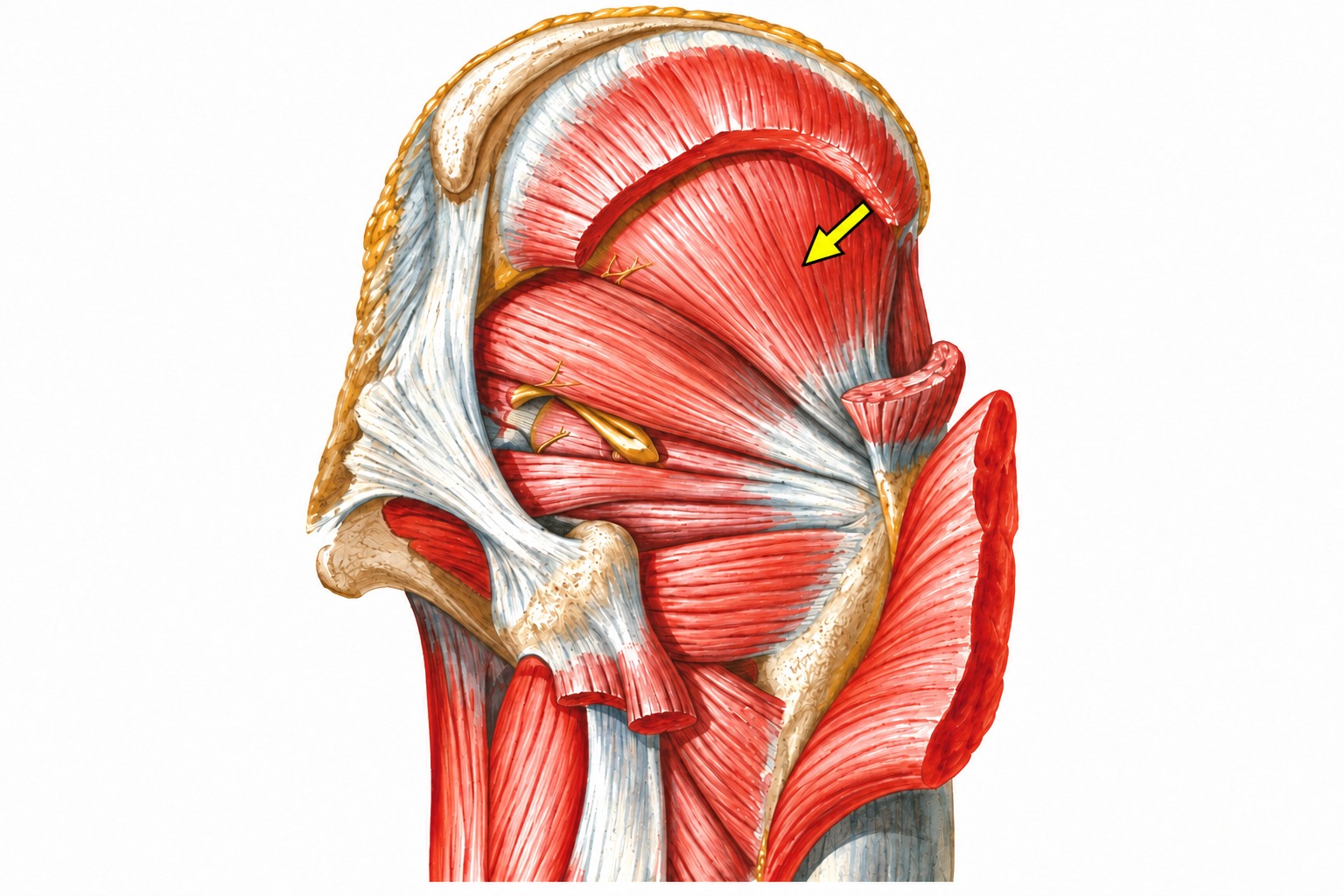 Fonte: Netter, Atlas de Anatomia Ortopédica, 2ª edição.