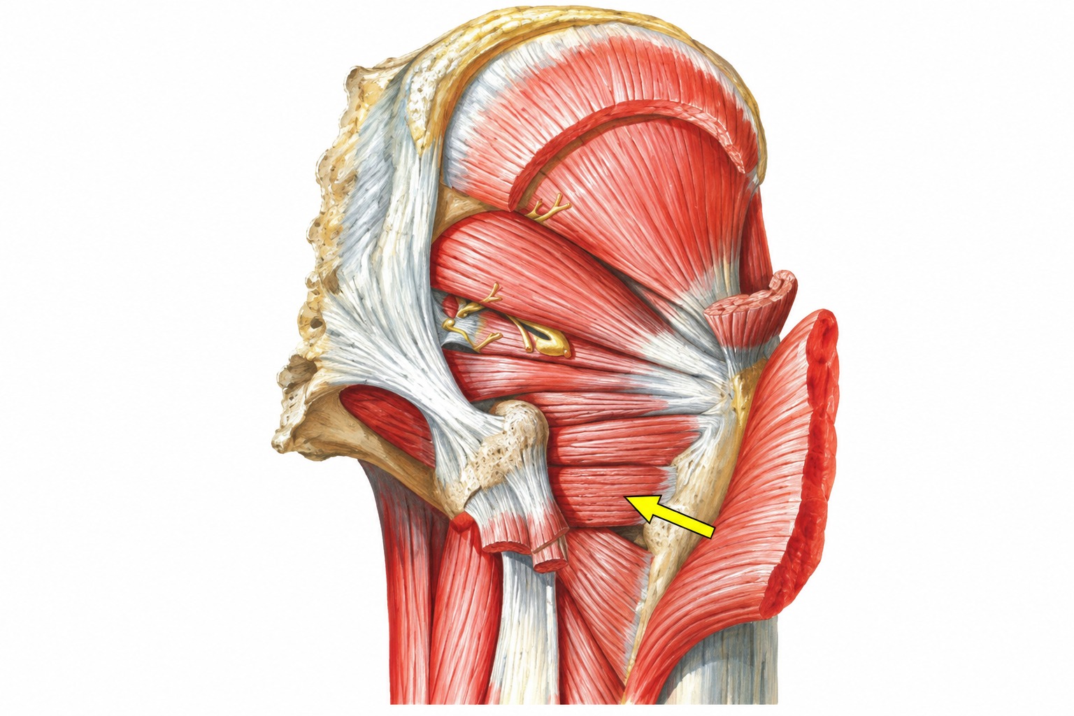 Fonte: Netter, Atlas de Anatomia Ortopédica, 2ª edição.