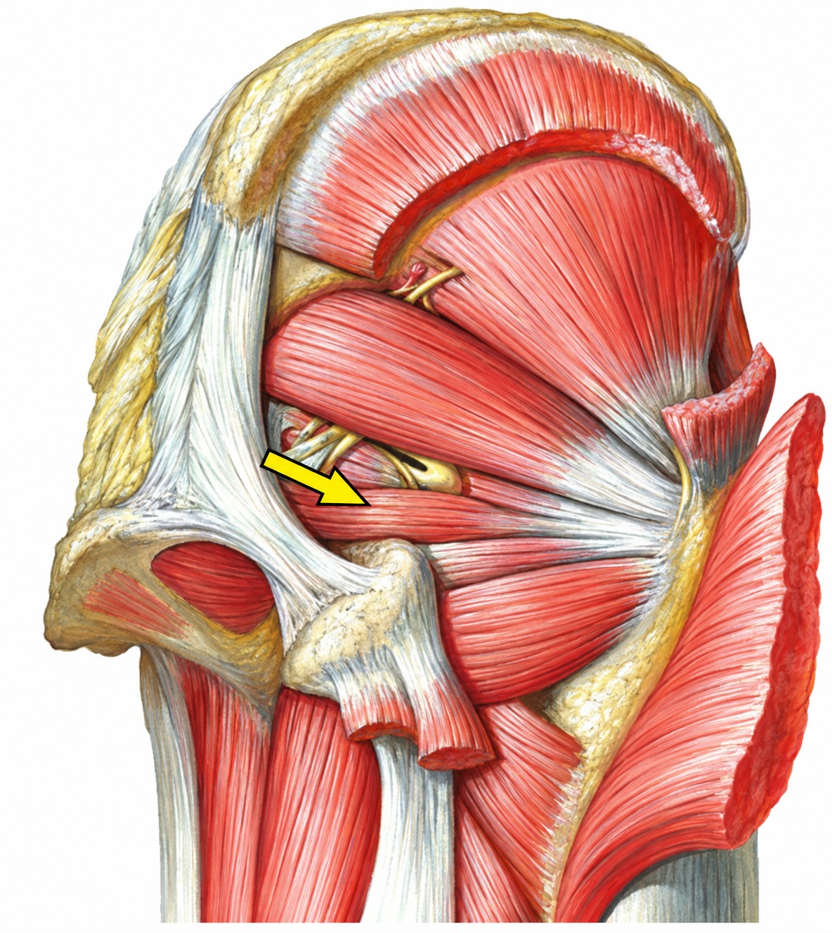 Fonte: Netter, Atlas de Anatomia Ortopédica, 2ª edição.