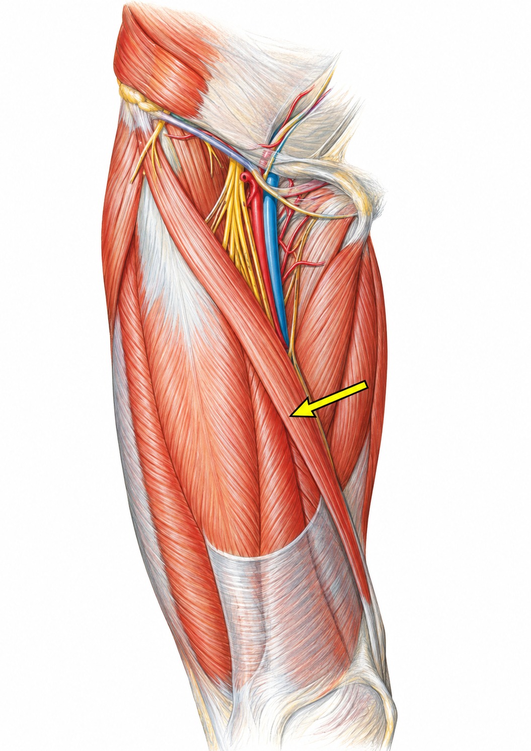Fonte: Netter, Atlas de Anatomia Ortopédica, 2ª edição.