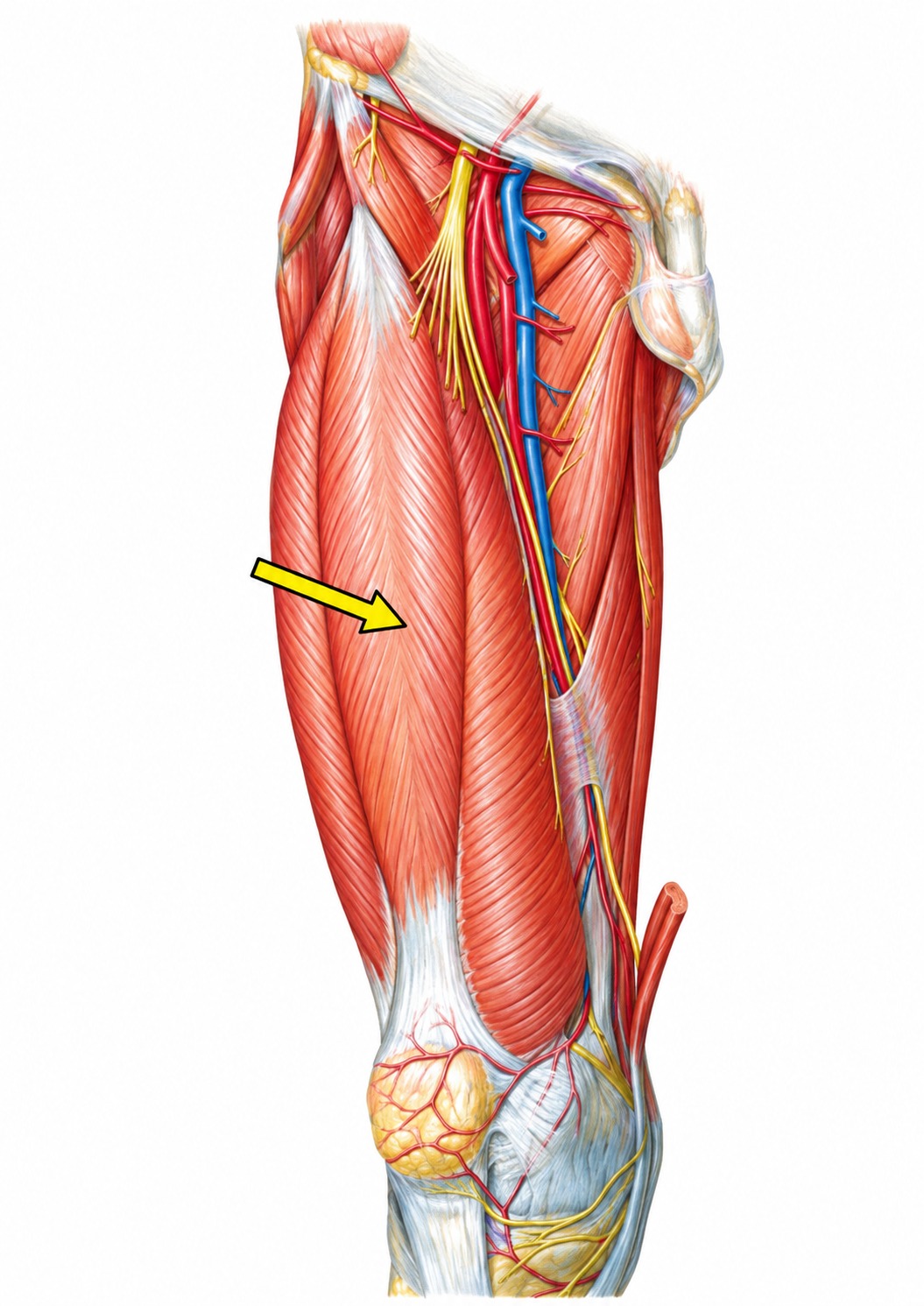 Fonte: Netter, Atlas de Anatomia Ortopédica, 2ª edição.
