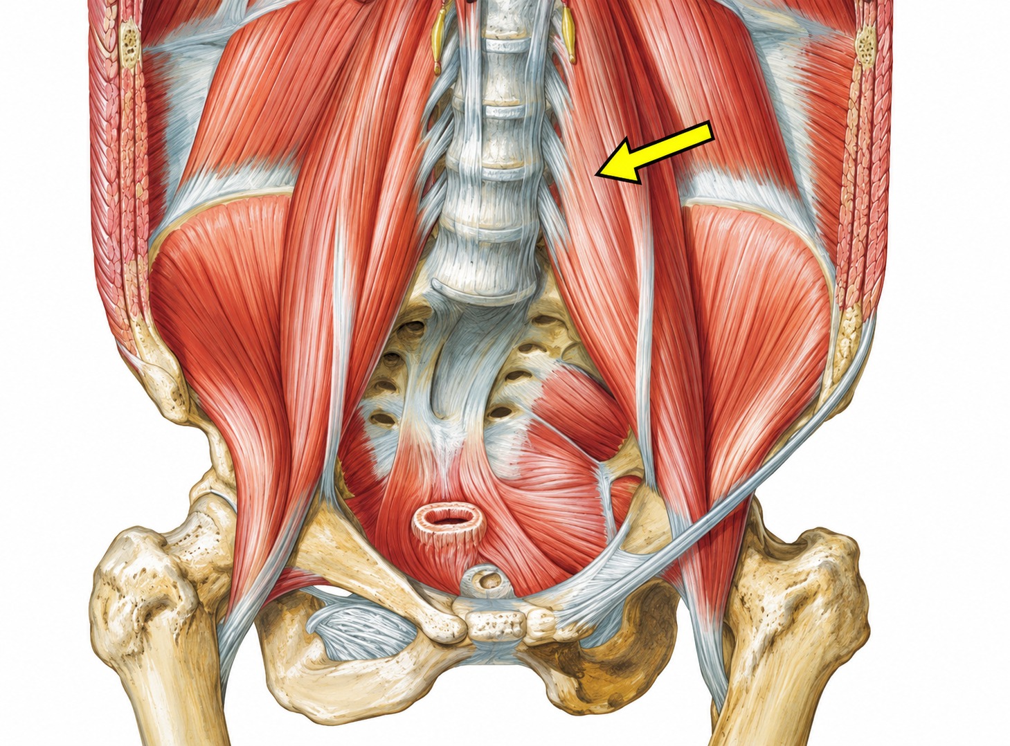 Fonte: Netter, Atlas de Anatomia Ortopédica, 2ª edição.