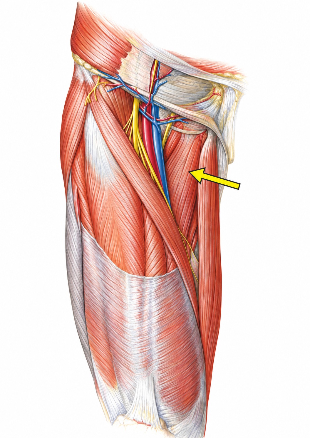 Fonte: Netter, Atlas de Anatomia Ortopédica, 2ª edição.