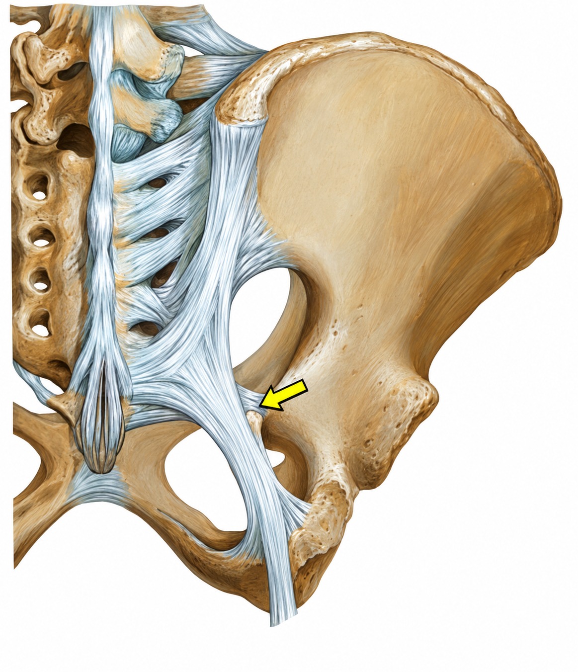Fonte: Netter, Atlas de Anatomia Ortopédica, 2ª edição.
