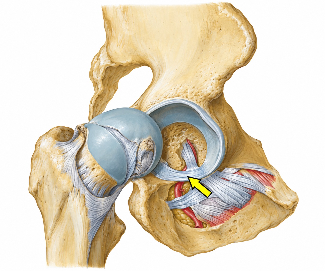 Fonte: Netter, Atlas de Anatomia Ortopédica, 2ª edição.