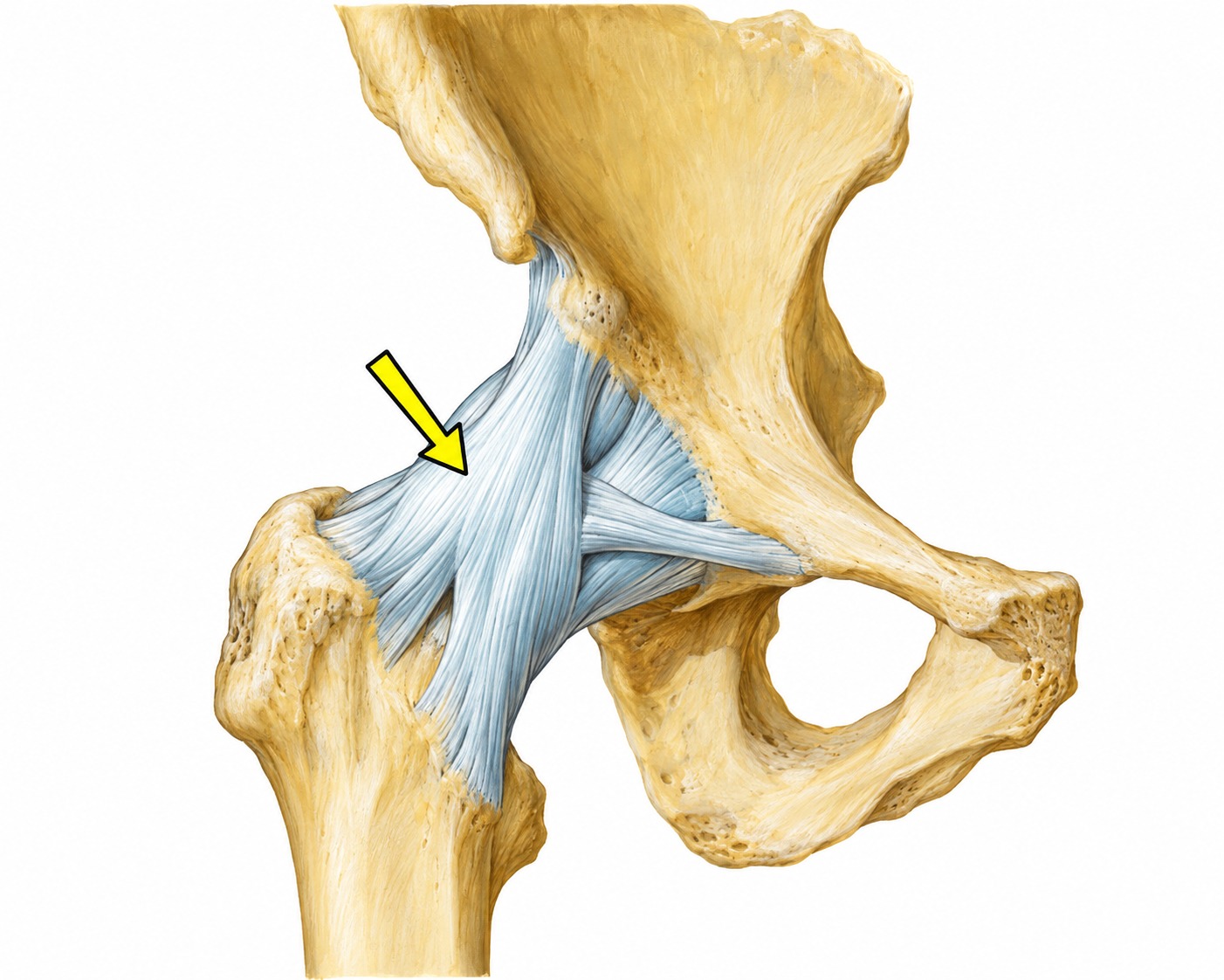Fonte: Netter, Atlas de Anatomia Ortopédica, 2ª edição.