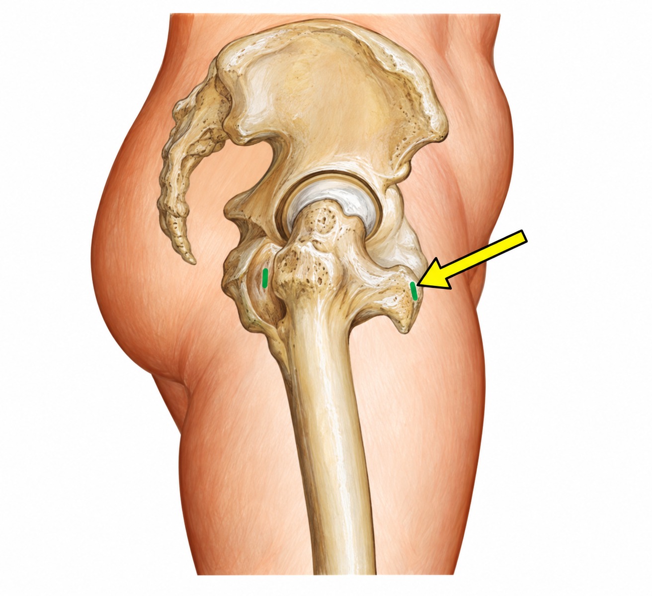 Fonte: Netter, Atlas de Anatomia Ortopédica, 2ª edição.