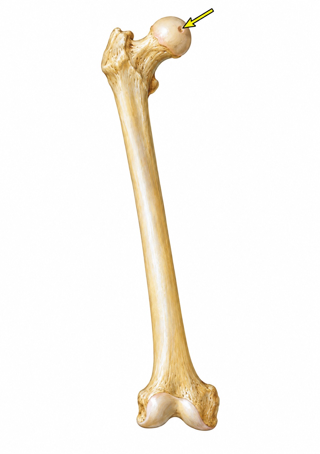 Fonte: Netter, Atlas de Anatomia Ortopédica, 2ª edição.