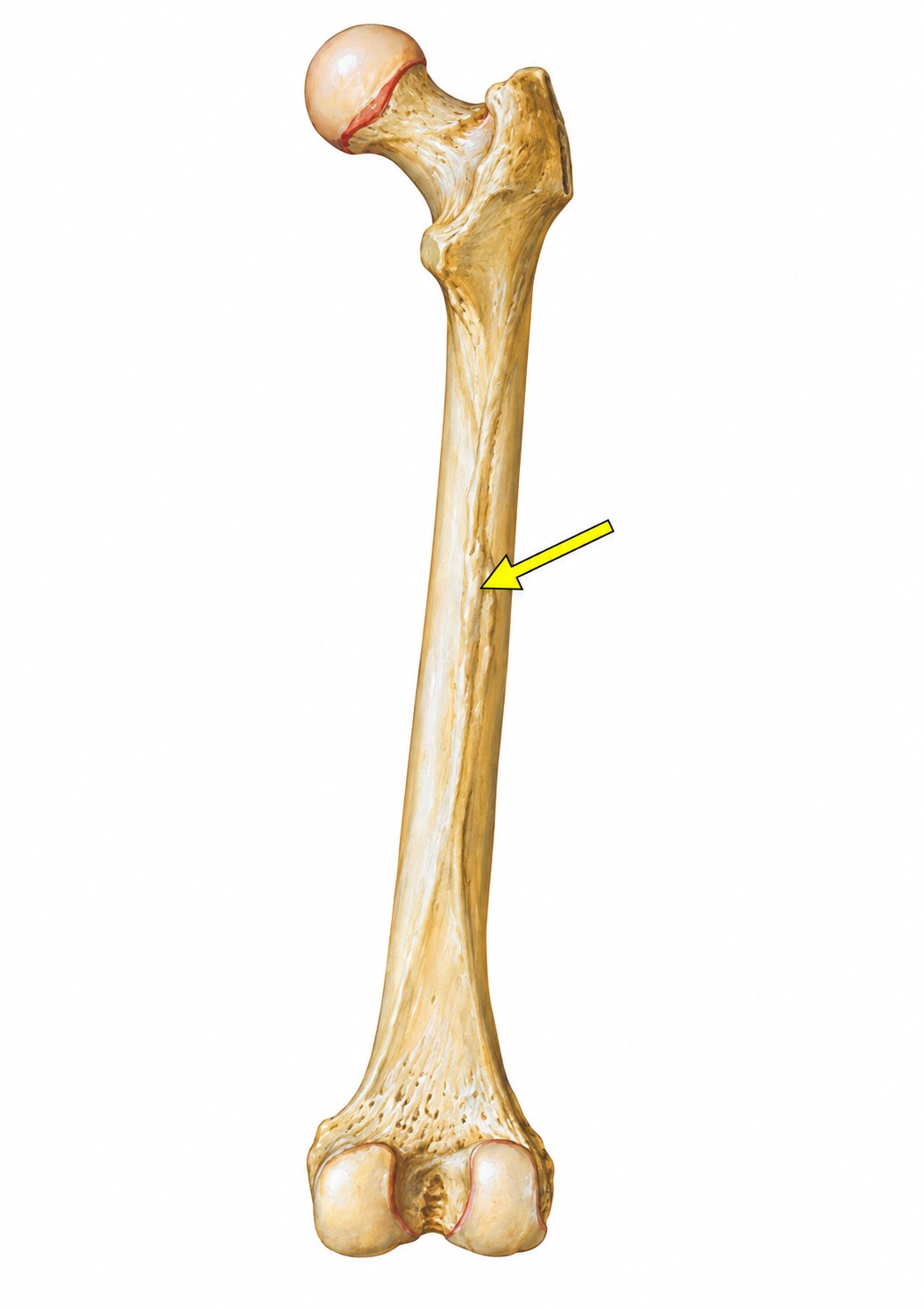 Fonte: Netter, Atlas de Anatomia Ortopédica, 2ª edição.