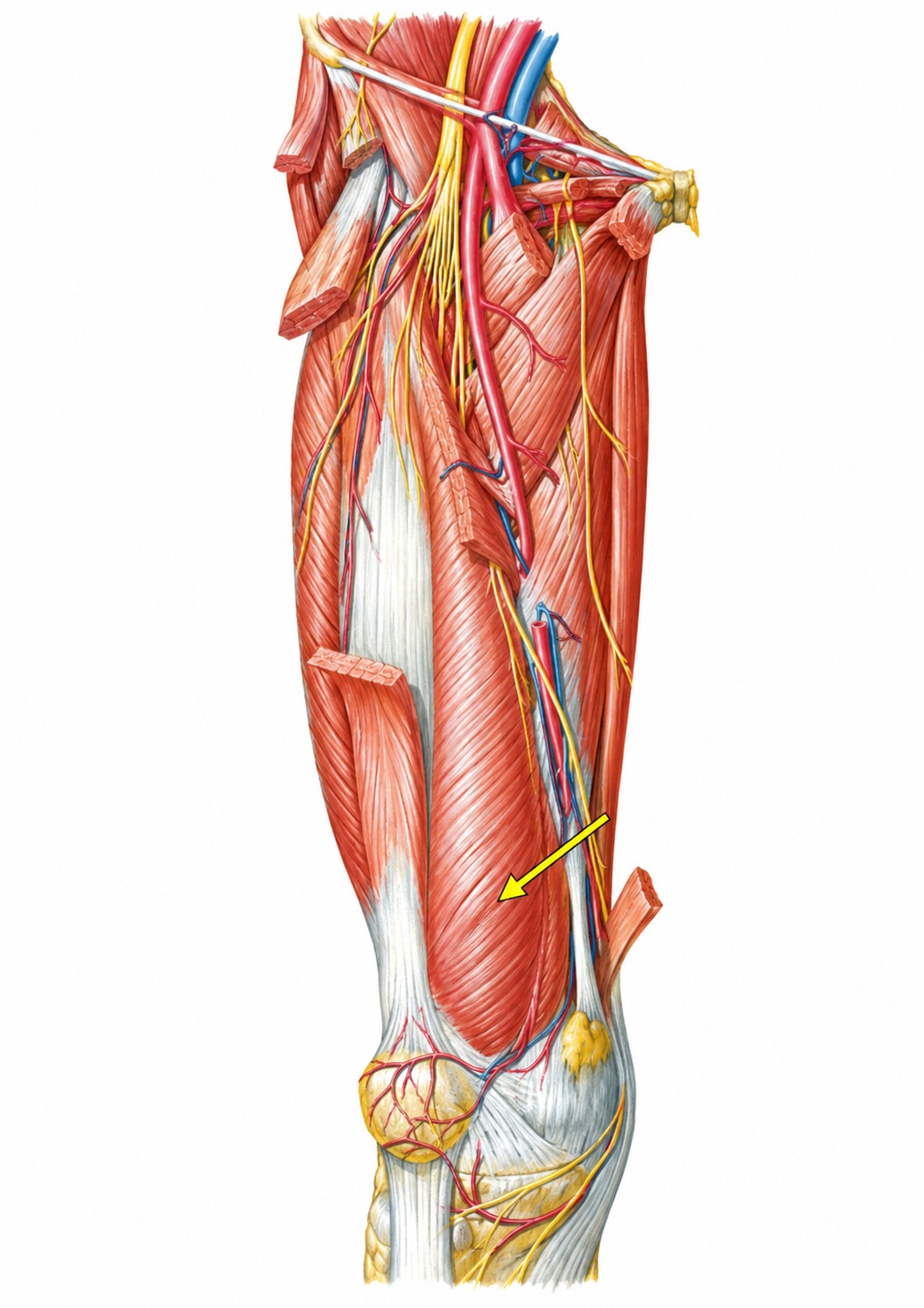 Fonte: Netter, Atlas de Anatomia Ortopédica, 2ª edição.