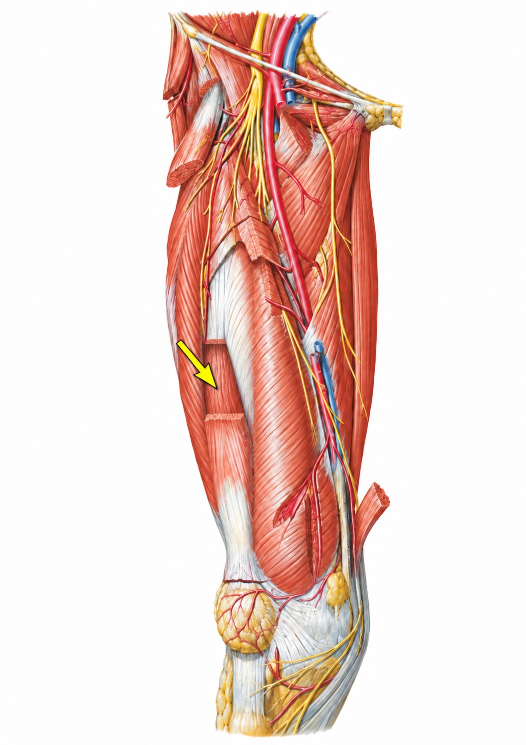 Fonte: Netter, Atlas de Anatomia Ortopédica, 2ª edição.
