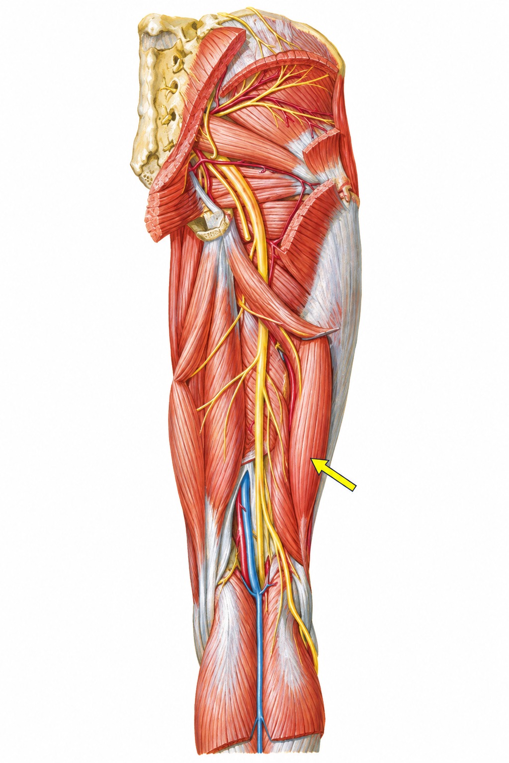 Fonte: Netter, Atlas de Anatomia Ortopédica, 2ª edição.